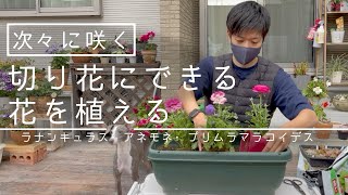 【春まで咲く】切り花にオススメな花苗の紹介と植え付け作業【ラナンキュラス、アネモネ、ウインティー】