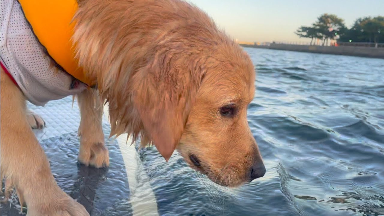 サーファーの従兄弟から、ドッグSUPのレッスンを受けてきた（横浜、海の公園）