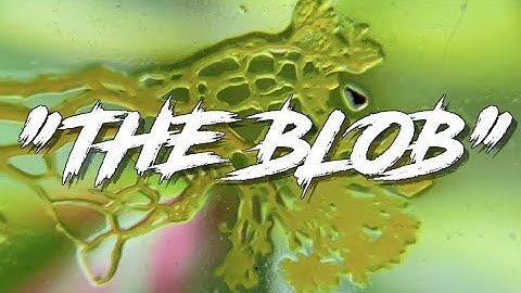 THE BLOB - TIMELAPSE Physarum Polycephalum