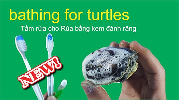 Bathing for turtles | Tắm rửa cho Rùa con bằng Kem Đánh Răng Hotel | CREATURE TURTLE