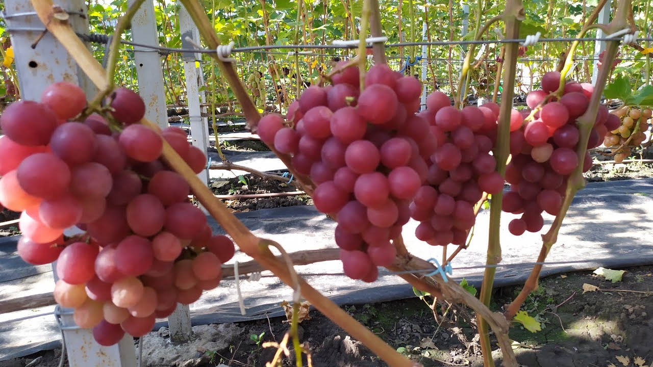 Виноград после длительных ДОЖДЕЙ!!! часть 2 - YouTube