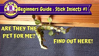 Beginners Guide to STICK INSECTS : Are They The Pet For Me?