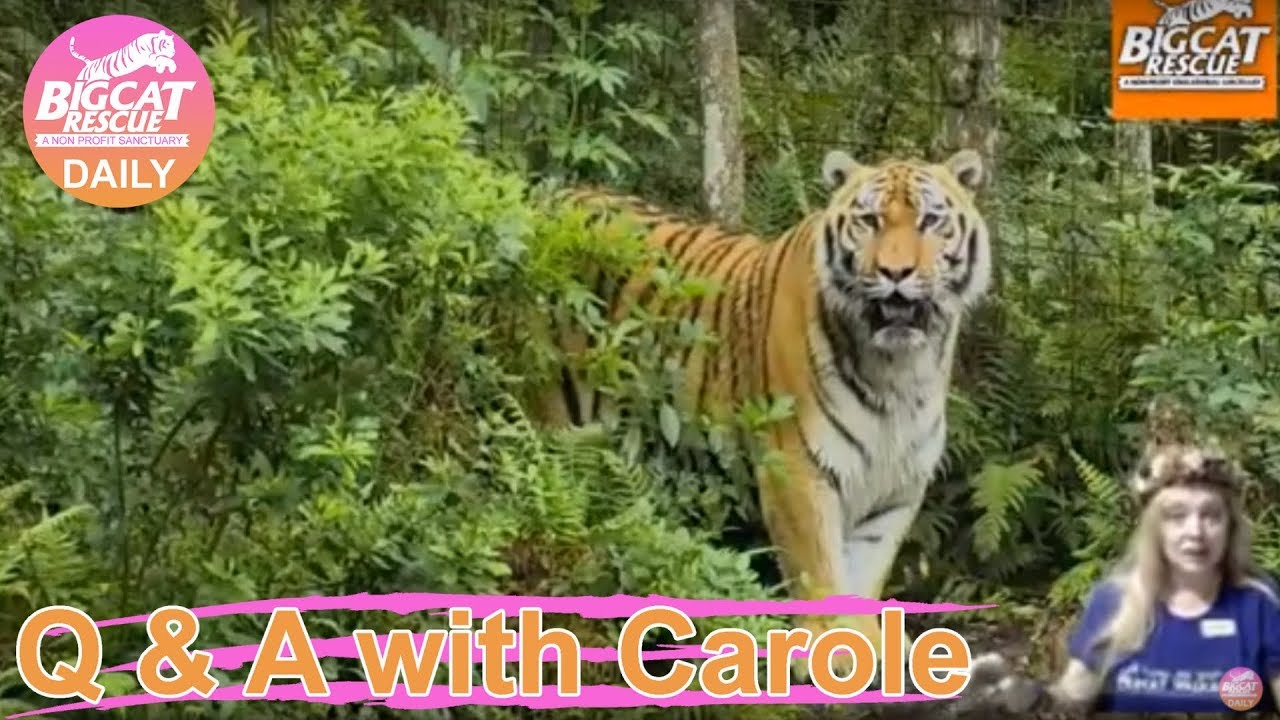 leopard print Q&A with Carole