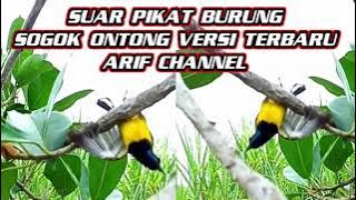 suara pikat burung sogok sogok ontong arif channel terbaru sudah terbukti ampuh