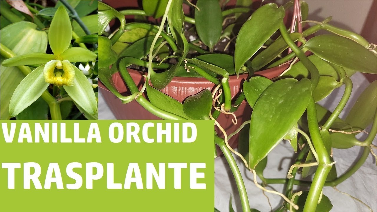 👉Como trasplantar una orquidea Vanilla Planifolia👈 #orchid #orquideas #vanilla #anaorquideastv