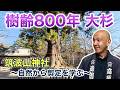 【パワースポットの御神木】筑波山神社の樹齢800年大杉が教える、急がず深く生きる知恵
