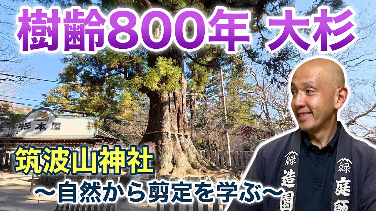 【パワースポットの御神木】筑波山神社の樹齢800年大杉が教える、急がず深く生きる知恵