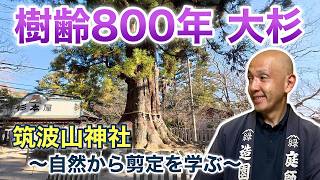 A Sacred Tree at a Power Spot] The 800-year-old cedar tree at