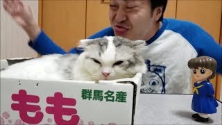 人形を妻だと思い込み、白猫ケーキで妻の誕生日会を開く男