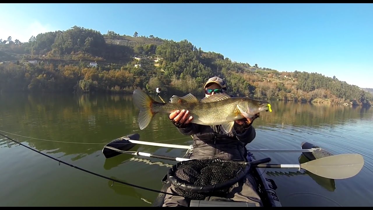 Big Zander / Walleye in Douro - Grande Lucioperca no Douro