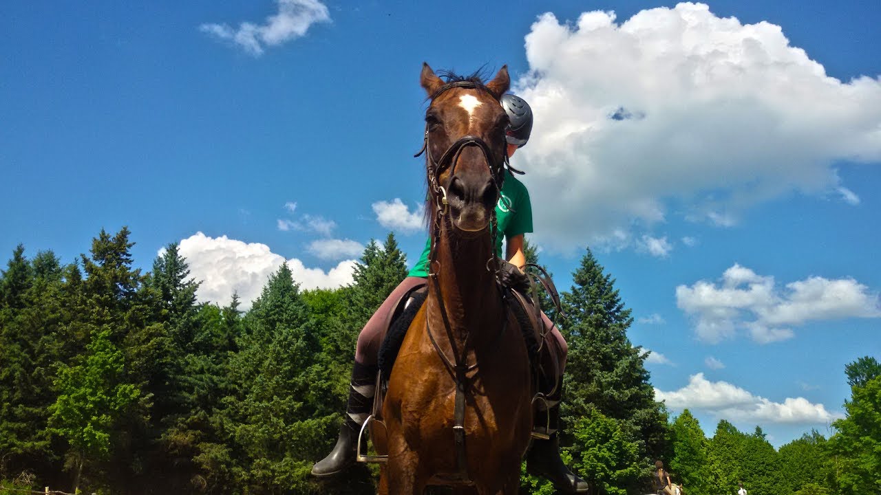 Feel the light || Equestrian LTU