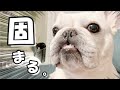 なぜ笑われてるのか理解できないフレブルが可愛すぎるwwPart.2【フレンチブルドッグ frenchbulldog】