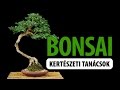 Bonsai - "tálban nevelt növény" - fajtái, tartása