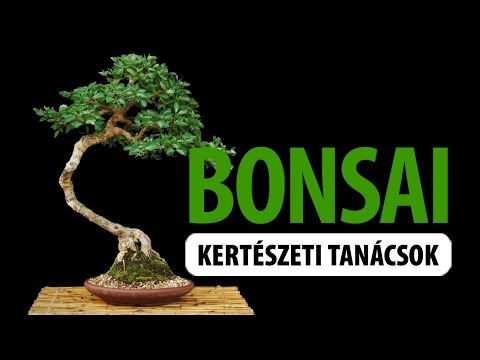 Videó: Mi az a Zelkova-fa – Ismerje meg, hol termeszthet japán zelkovafákat