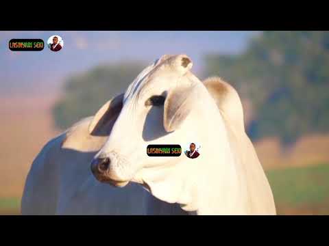 EWOKO LASINYARI SEKI LAIZER