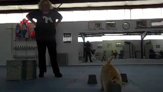 Lakeland Terrier  Find It  Tricks and Training