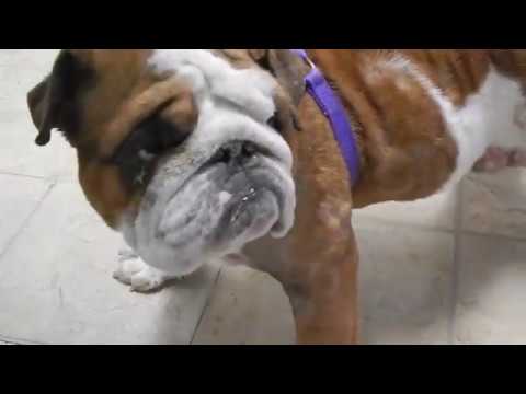 Dr. Kraemer Vet4Bulldog, bulldog cratching due to atopic environmental allergic itch dermatitis