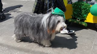 Desfile del Día de San Patricio en Coyoacán 🍀