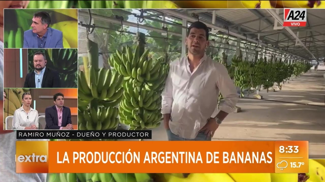 🍌 Producción argentina de bananas