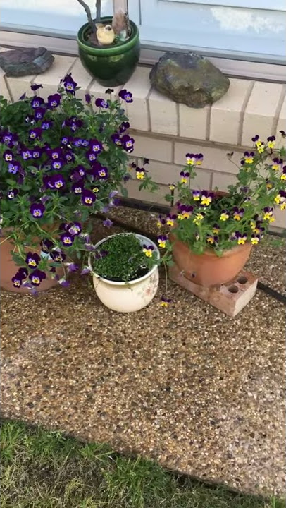 Some flower pots. Violas I think. I use these for cutting and drying.