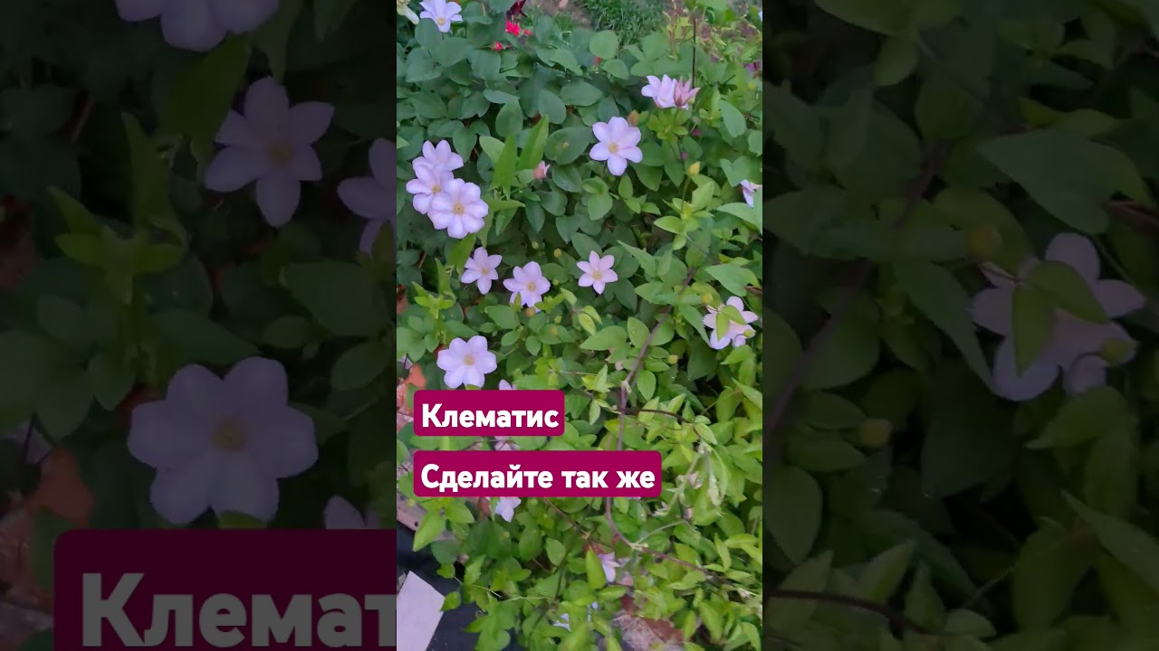 СДЕЛАЙТЕ ТАК ЖЕ и 