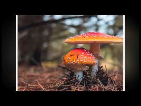 Video: Cilat Janë Kërpudhat Më Helmuese