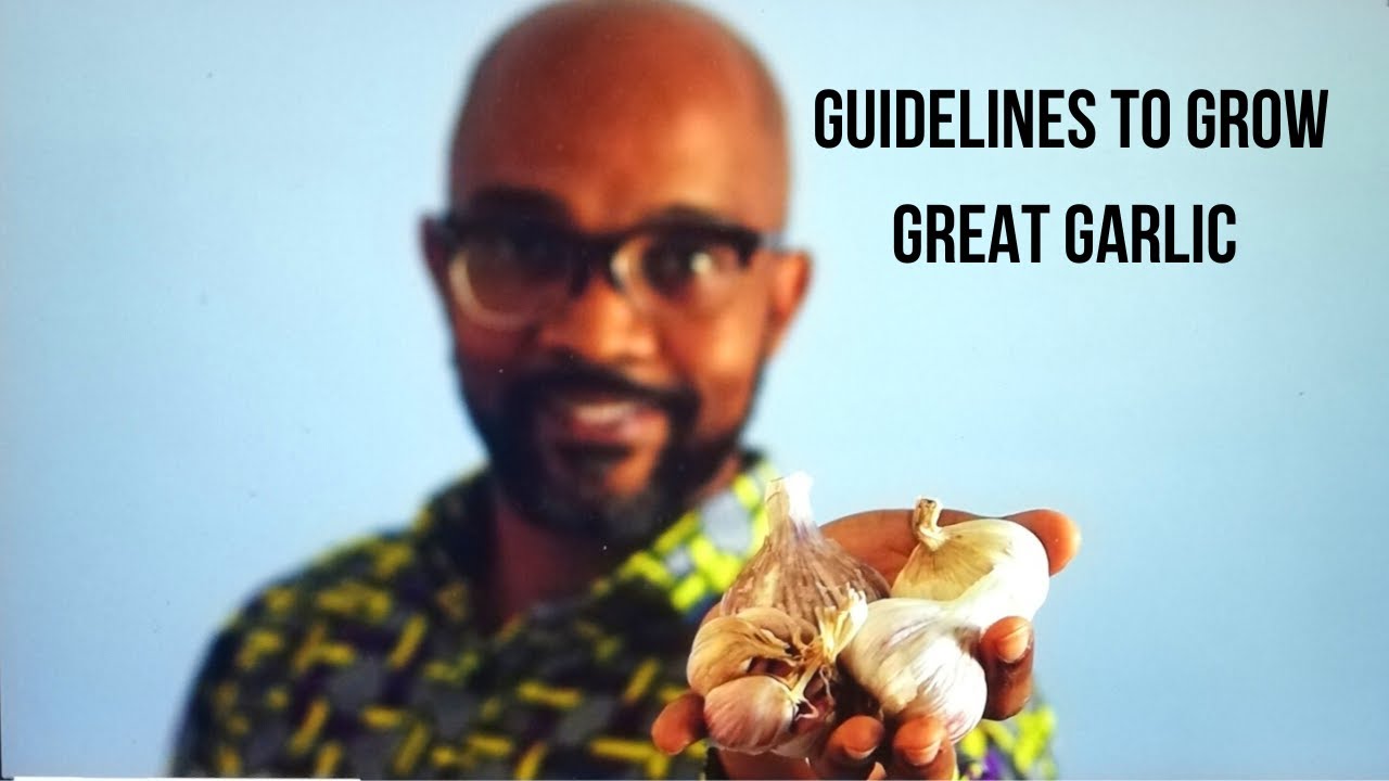 Guidelines to Grow Great Garlic in South Africa YouTube