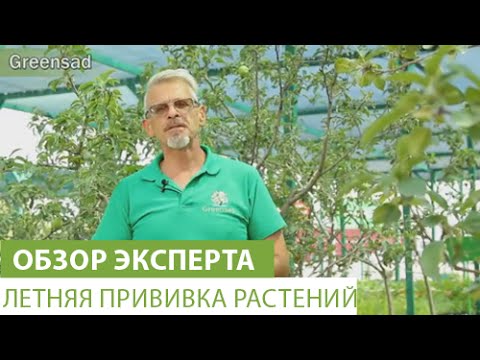 Летняя прививка растений