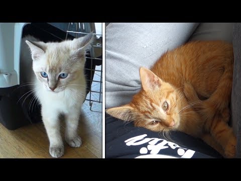 Video: Hoe Weten We Dat Ons Kitten Ziek Is?