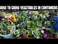 How To Grow Vegetables in Containers-FULL INFORMATION