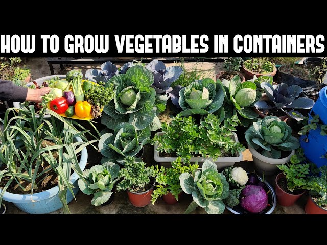 Container Vegetable Gardens Make Growing Your Own Veggies Easy