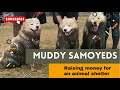 Dogs get muddy raising money for charity