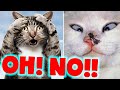 😹 CATS will make you CAN&#39;T STOP TO LAUGH 😆🤣 | Best Cats Memes Compilation