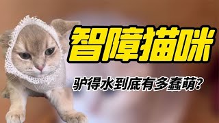 全网最“傻”小猫官方认证“智障猫咪”驴得水到底有多蠢萌