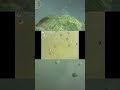 Gameplay Cellstage Spore 2005 #sporecommunity #spore #evolutiongame