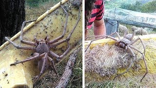 Frau rettet riesige Monster Spinne und setzt sie frei  Schaut, was passiert ist!