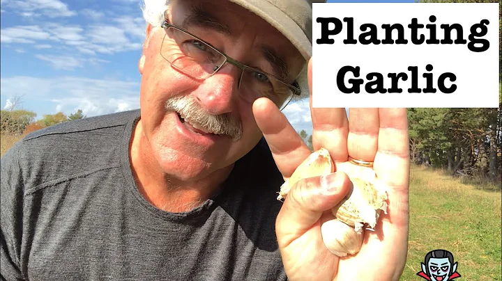 How to Plant Garlic the EASY way, NO WEEDING and B...