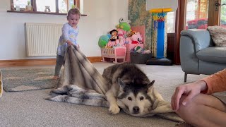 Sassy Baby Throws Tantrum Because Husky Steals Her Blanket!. [FUNNIEST REACTION EVER!!!]