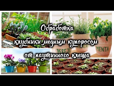 Как развести медный купорос для обработки клубники осенью