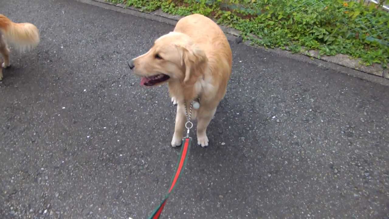 犬 が びっこを 引く