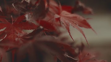 Maple Leaf I Symbolizes Unity, Tolerance and Peace