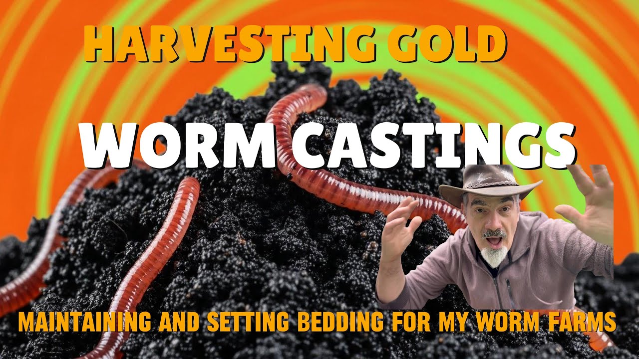 HARVESTING GOLD  --  WORM CASTINGS
