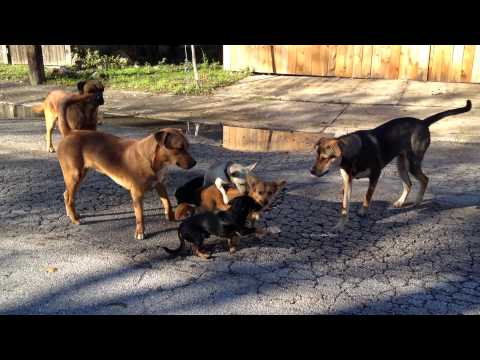 San Antonio street dogs breeding in the streets.