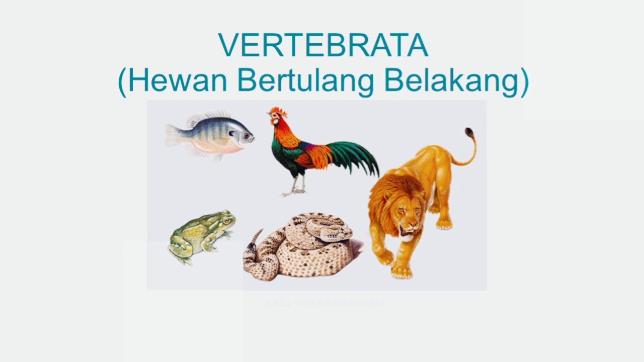  Hewan  vertebrata  dan peranannya dalam kehidupan YouTube