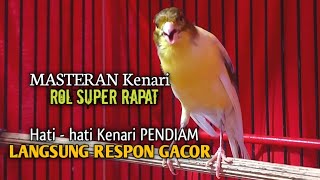 Kenari Gacor Panjang RoL RAPAT Cuit cuit NgeroL Pancingan Kenari Paud Belajar Bunyi & Malas ngerol