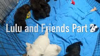 LULU'S WESTY PUPPIES AND FRIENDS PIPERS WESTIEPOOS PART 2 #westies #westiepoo #dog #puppies #westy