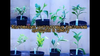 коллекция цитрусовых растений цитрусы в цвету коллекция цитрусовых растений цитрусы в цвету