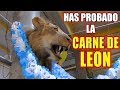 ¿Cuanto cuesta el kilo de la CARNE DE LEÓN en México?