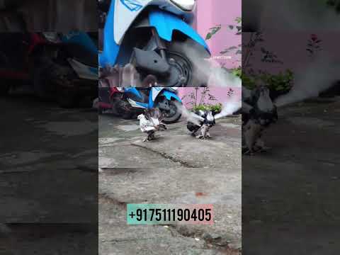 അടിപൊളി മയിൽ പ്രാവുകൾ 😍🕊#pigeon #fancy #keralaparava #ytshorts #shortsfeed #short #shorts