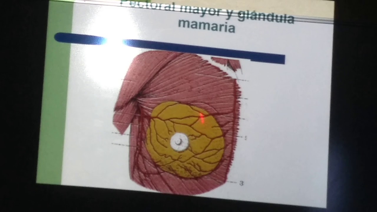 Anatomía Tórax 1.1